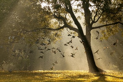 Tree of Life